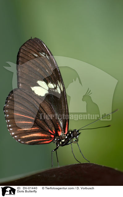 Doris Butterfly / DV-01440