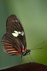 Doris Butterfly