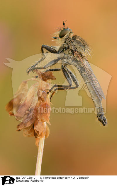 Downland Robberfly / DV-02810