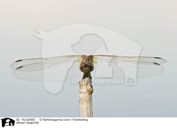 Afrikanische Libelle / african dragonfly / HJ-02982