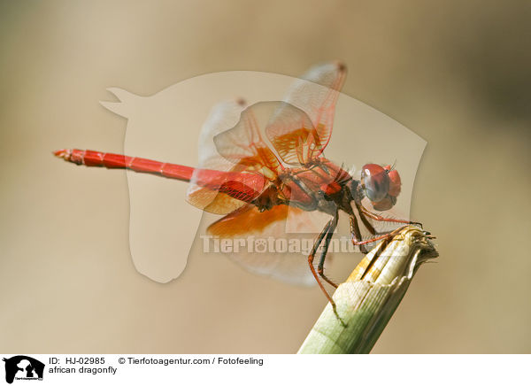 Afrikanische Libelle / african dragonfly / HJ-02985