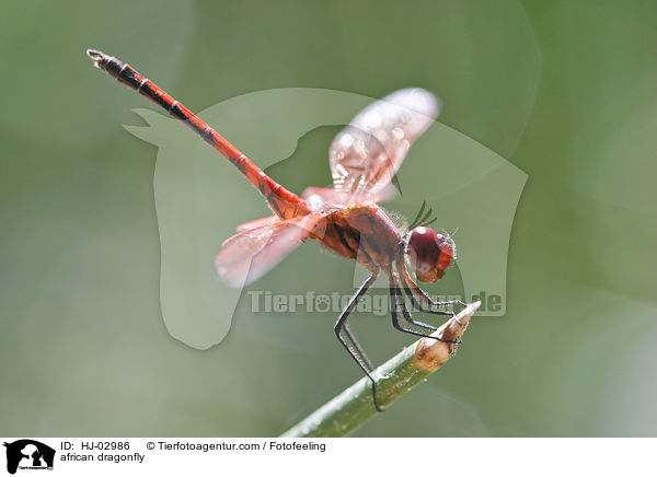 Afrikanische Libelle / african dragonfly / HJ-02986