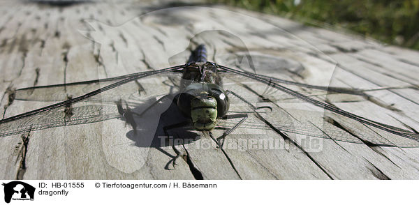 Libelle / dragonfly / HB-01555
