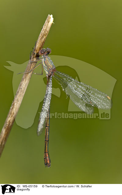 Libelle / dragonfly / WS-05159