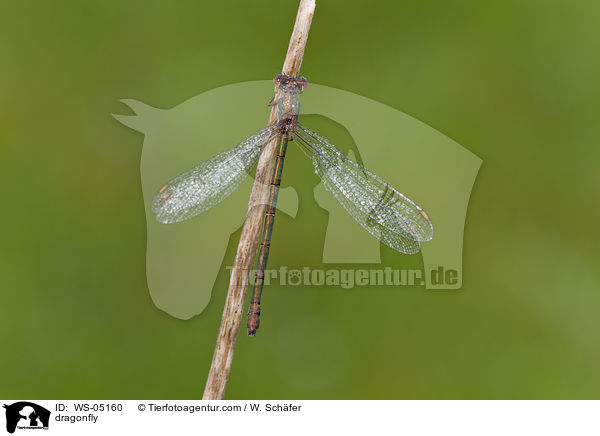 Libelle / dragonfly / WS-05160