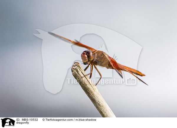 Libelle / dragonfly / MBS-10532