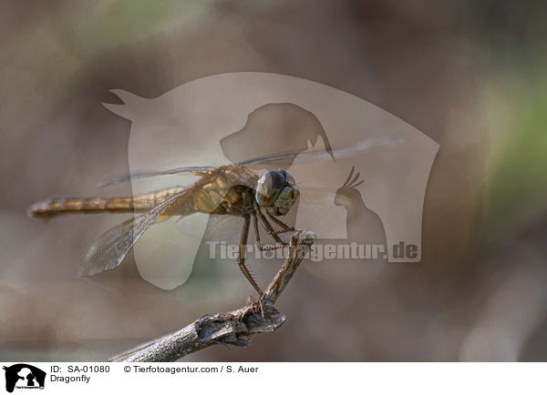 Libelle / Dragonfly / SA-01080