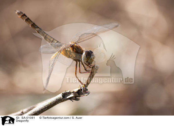 Libelle / Dragonfly / SA-01081