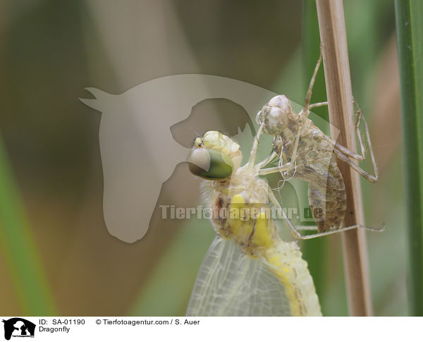 Libelle / Dragonfly / SA-01190