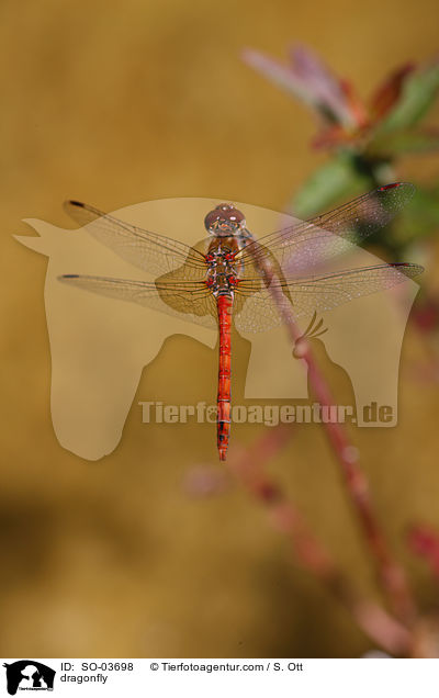 Libelle / dragonfly / SO-03698