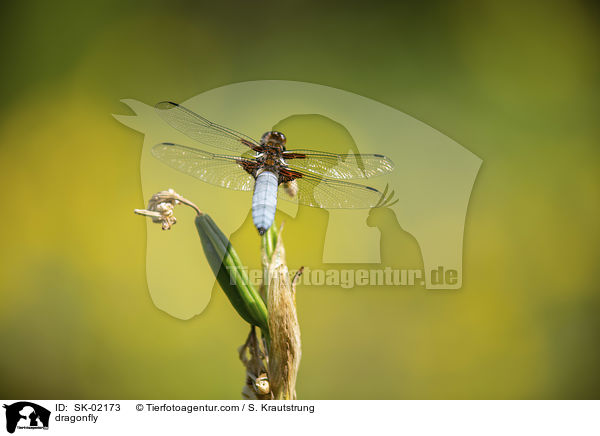 Libelle / dragonfly / SK-02173