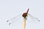 african dragonfly