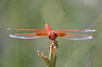 african dragonfly