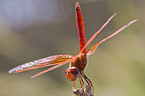 african dragonfly