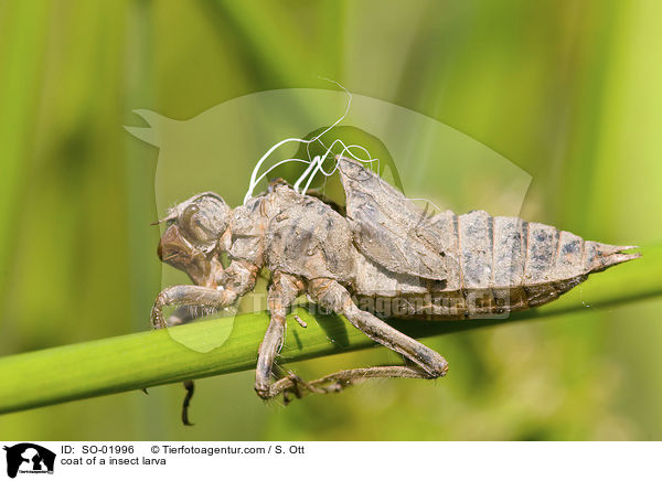 Hlle einer Libellenlarve / coat of a insect larva / SO-01996