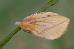 drinker-caterpillar