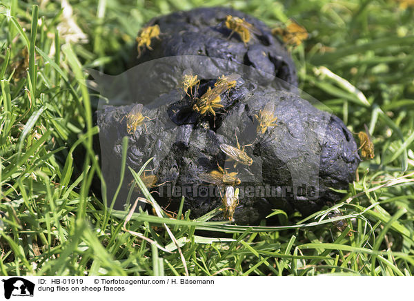 dung flies on sheep faeces / HB-01919
