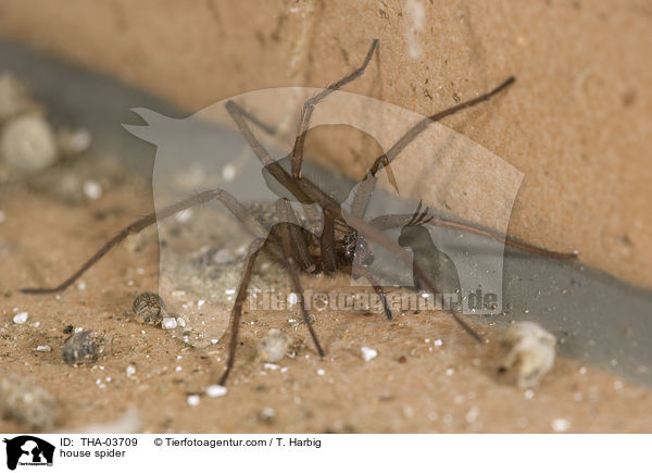 house spider / THA-03709