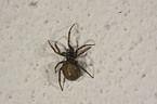 house spider