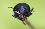 dorbeetle