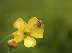 Ebrechtella tricuspidata