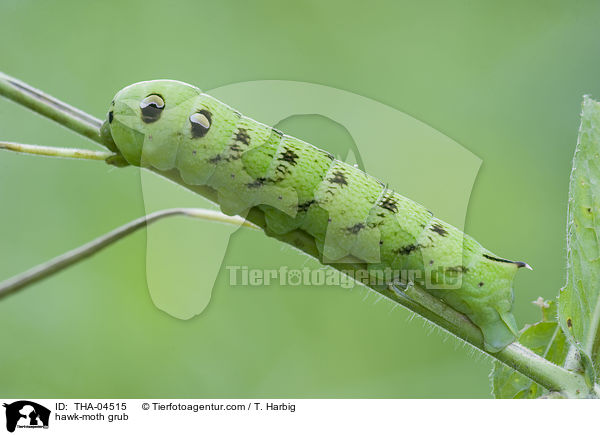 Mittlerer Weinschwrmer Raupe / hawk-moth grub / THA-04515