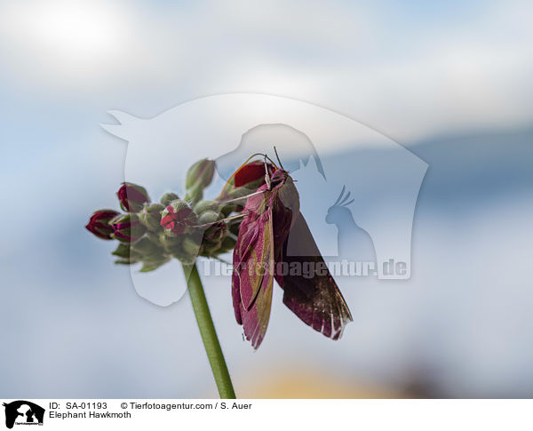 Mittlerer Weinschwrmer / Elephant Hawkmoth / SA-01193