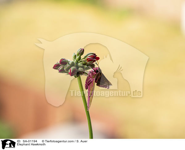 Mittlerer Weinschwrmer / Elephant Hawkmoth / SA-01194