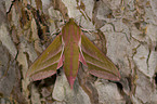 elephant hawkmoth