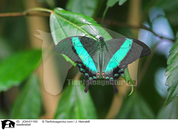 Grngestreifter Schwalbenschwanz / swallowtail / JOH-01160