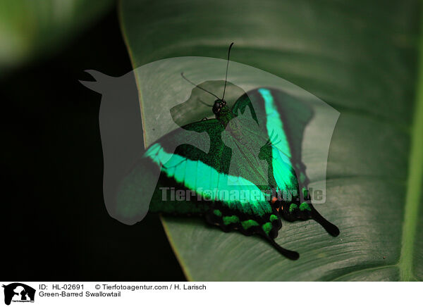 Grngestreifter Schwalbenschwanz / Green-Barred Swallowtail / HL-02691