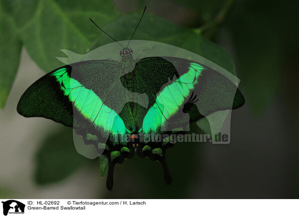 Grngestreifter Schwalbenschwanz / Green-Barred Swallowtail / HL-02692
