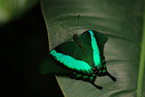 Green-Barred Swallowtail
