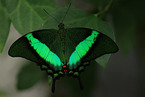 Green-Barred Swallowtail