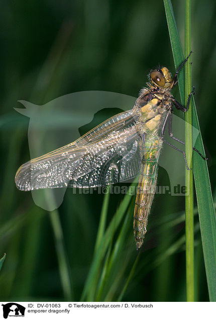 emporer dragonfly / DV-01063