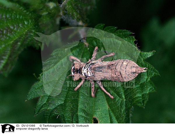 Groe Knigslibelle Prolarve / emporer dragonfly larva / DV-01066