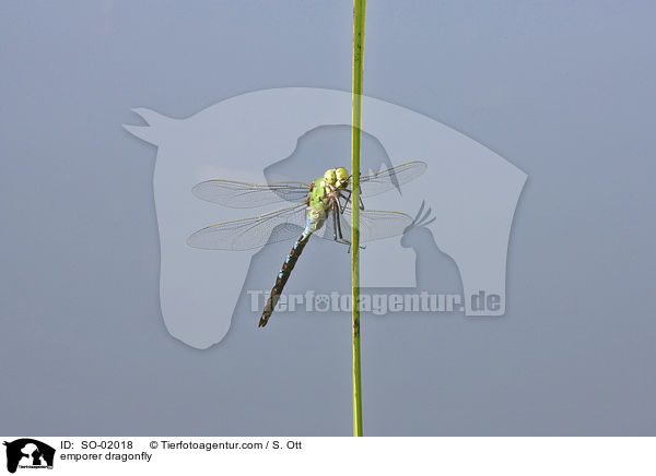 emporer dragonfly / SO-02018