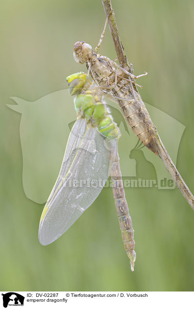 emperor dragonfly / DV-02287