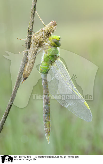 Groe Knigslibelle / emperor dragonfly / DV-02403