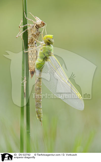 emperor dragonfly / DV-02792