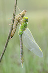 emperor dragonfly