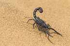 emperor scorpion