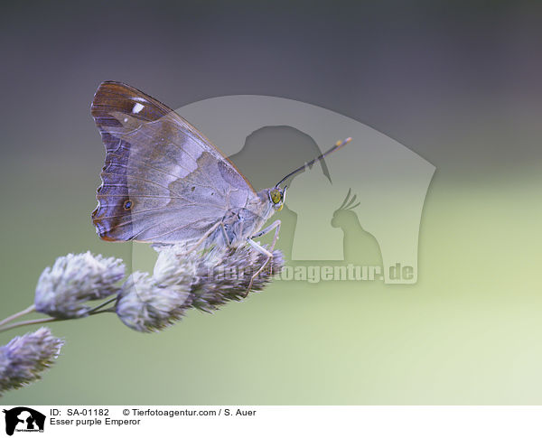 Esser purple Emperor / SA-01182