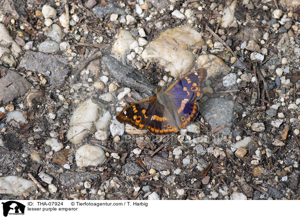 Kleiner Schillerfalter / lesser purple emperor / THA-07924