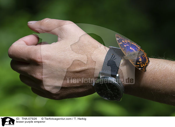 Kleiner Schillerfalter / lesser purple emperor / THA-07926