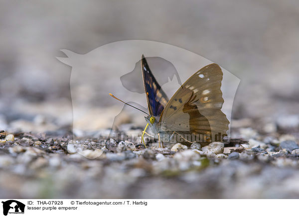 Kleiner Schillerfalter / lesser purple emperor / THA-07928