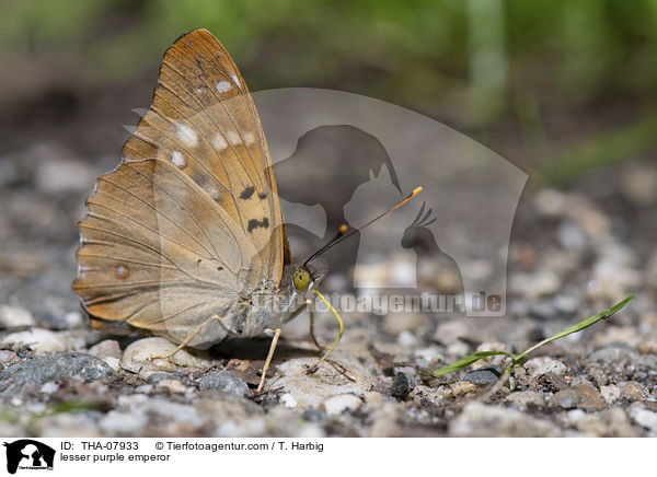 Kleiner Schillerfalter / lesser purple emperor / THA-07933