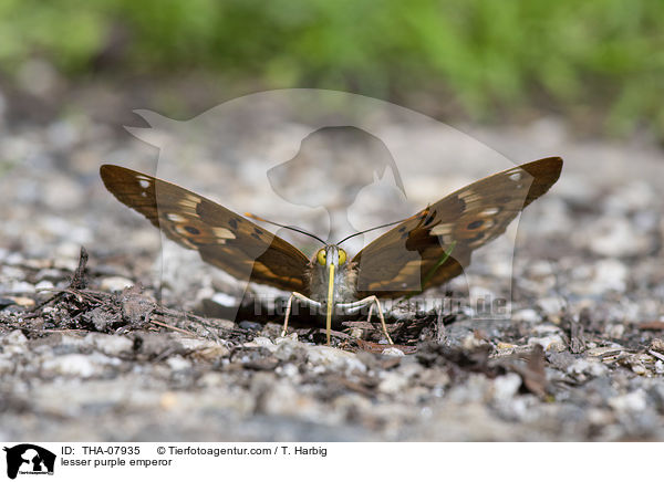 Kleiner Schillerfalter / lesser purple emperor / THA-07935