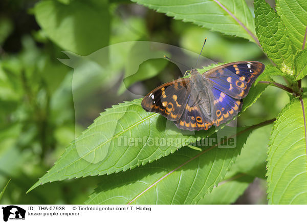 Kleiner Schillerfalter / lesser purple emperor / THA-07938