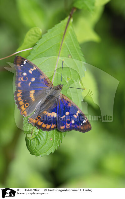 Kleiner Schillerfalter / lesser purple emperor / THA-07942